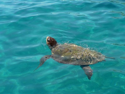 Tartaruga marina salvata a Favignana